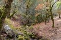 Oak Woodland Opportunity